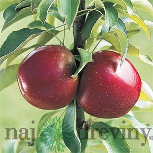 Jabloň (stĺpovitá) Waltz, voľnokorenná 2-ročná Malus domestica Waltz