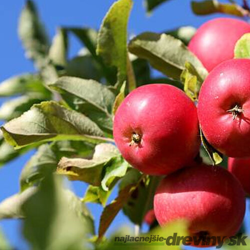 Jabloň Summerred na špailéri v tvare trojuholníka , už rodiaca 160/180 cm v črepníku P24 Malus domestica. ‘Summerred‘