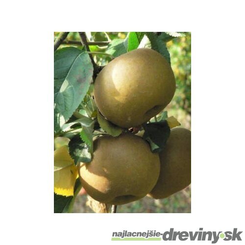 Jabloň Szara Reneta, výška 140/160 cm, podpník M26, v črepníku 5l Malus Domestica Szara Reneta