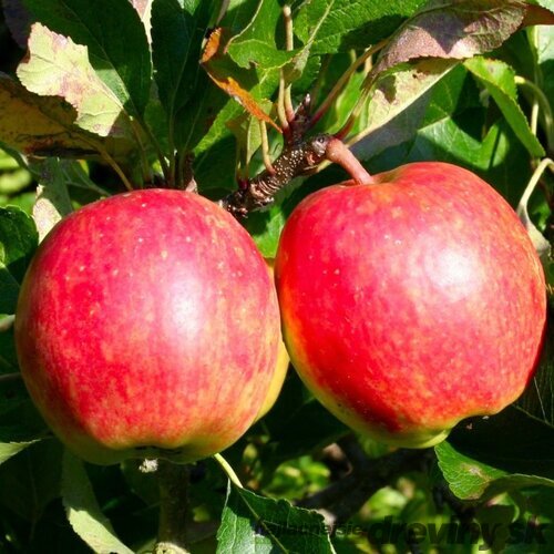 Jabloň Topaz, výška 140/180 cm, 2-ročná, podpník M26, v črepníku Malus domestica Rubinstar