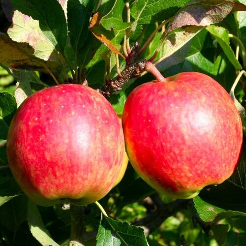 Jabloň Topaz, výška 140/180 cm, 2-ročná, podpník M26, v črepníku Malus domestica Rubinstar