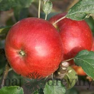 Jabloň Witos, voľnokorenná 1-ročná, podpník M26 Malus domestica Witos