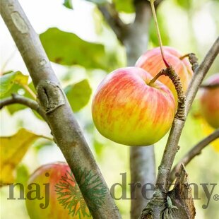 Jabloň zimná Schöner aus Herrenhut už rodiaca, podpník M26,výška 180/220 cm v črepníku Malus domestica Schöner aus Herrenhut