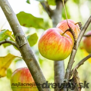 Jabloň zimná Schöner aus Herrenhut už rodiaca, podpník M26,výška 180/220 cm v črepníku Malus domestica Schöner aus Herrenhut