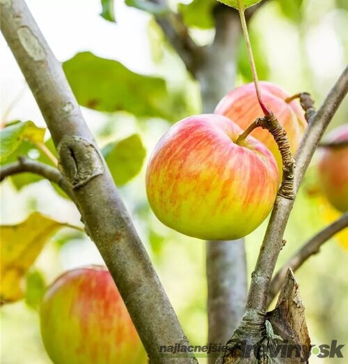 Jabloň zimná Schöner aus Herrenhut už rodiaca, podpník M26,výška 180/220 cm v črepníku Malus domestica Schöner aus Herrenhut