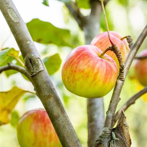 Jabloň zimná Schöner aus Herrenhut už rodiaca, podpník M26,výška 180/220 cm v črepníku Malus domestica Schöner aus Herrenhut