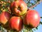 Jabloň zimná Shalimar, výška 140/160 cm, v črepníku 5l Malus domestica Shalimar