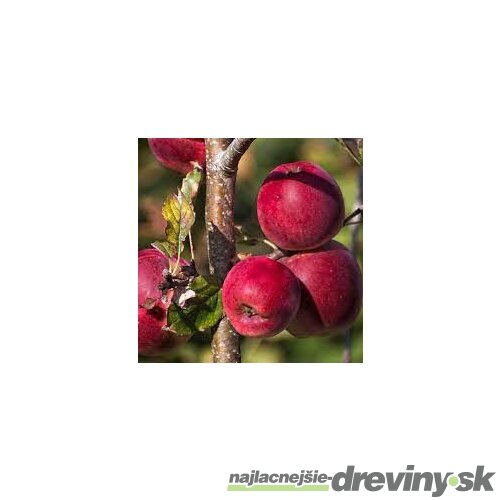 Jabloň zimná ´Zlatá Reneta´ 100/150 cm, v črepníku, podpník M26 Malus domestica Gold Reneta
