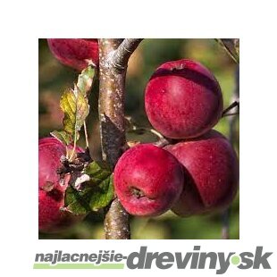 Jabloň zimná ´Zlatá Reneta´ 100/150 cm, v črepníku, podpník M26 Malus domestica Gold Reneta