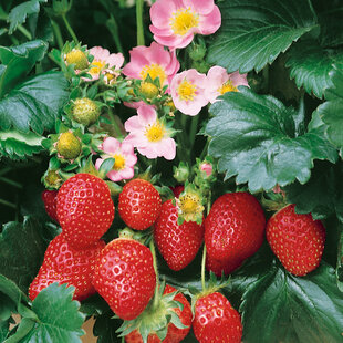 Jahoda ananásová Delizzimo, výška 30/40 cm, v črepníku Fragaria a. Delizzimo