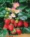 Jahoda ananásová Delizzimo, výška 30/40 cm, v črepníku Fragaria a. Delizzimo