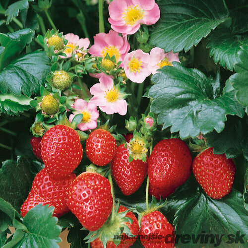 Jahoda ananásová Delizzimo, výška 30/40 cm, v črepníku Fragaria a. Delizzimo