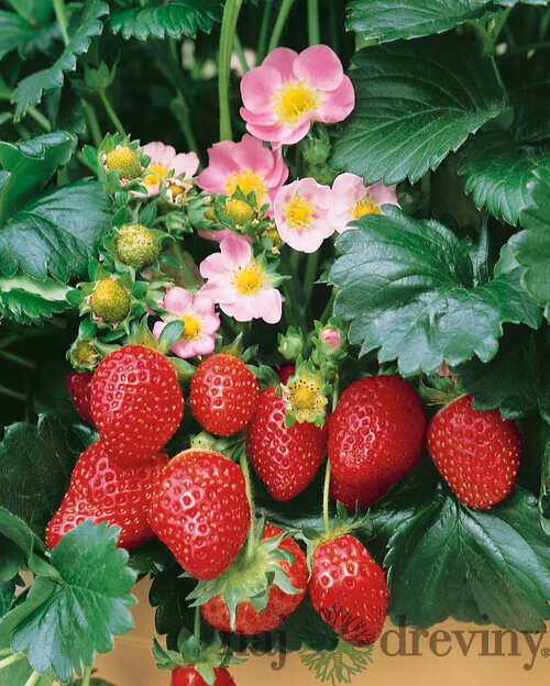 Jahoda ananásová Delizzimo, výška 30/40 cm, v črepníku Fragaria a. Delizzimo