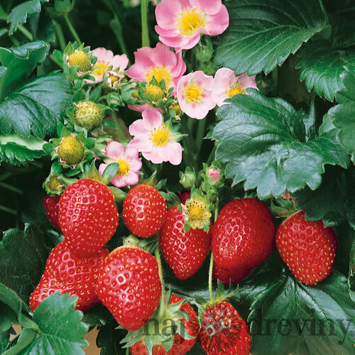 Jahoda ananásová Delizzimo, výška 30/40 cm, v črepníku Fragaria a. Delizzimo