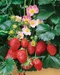 Jahoda ananásová Delizzimo, výška 30/40 cm, v črepníku Fragaria a. Delizzimo