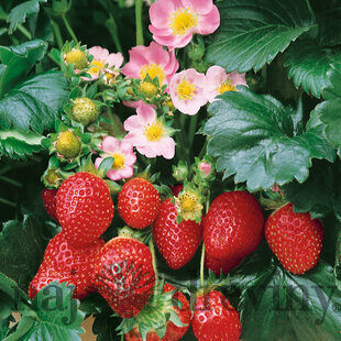 Jahoda ananásová Delizzimo, výška 30/40 cm, v črepníku Fragaria a. Delizzimo