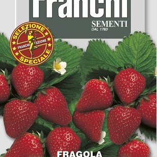 Jahoda – celoročná - 4 ročné obdobia