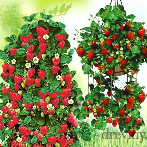 Jahoda prevísavá balkónová XXL “Tenira“ stálorodiaca 30/35 cm vo visiacom črepníku Fragaria ananassa ‘Tenira‘