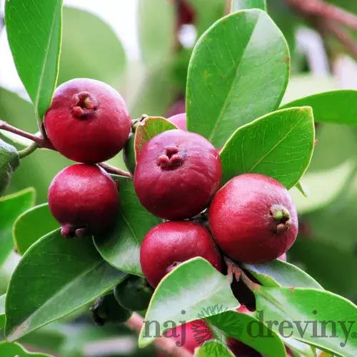 Jahodový stromček (Strawberry guava), výška 60/80 cm, v črepníku Psidium cattleianum