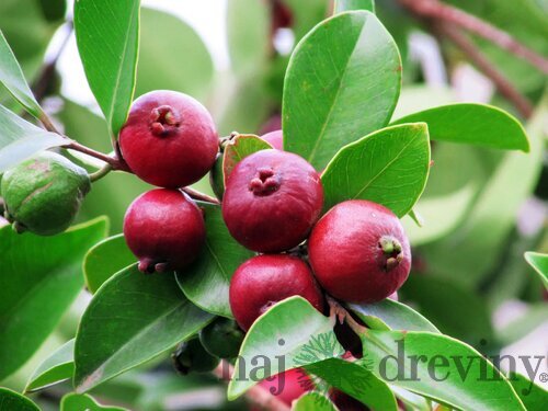 Jahodový stromček (Strawberry guava), výška 60/80 cm, v črepníku Psidium cattleianum