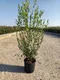 Jamovec Uzkolistý 150/175cm. v črepníku 25L Phyllirea angustifolia