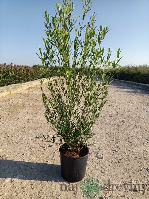 Jamovec Uzkolistý 150/175cm. v črepníku 25L Phyllirea angustifolia