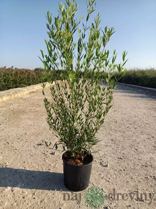 Jamovec Uzkolistý 150/175cm. v črepníku 25L Phyllirea angustifolia