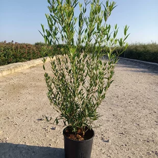 Jamovec Uzkolistý 150/175cm. v črepníku 25L Phyllirea angustifolia