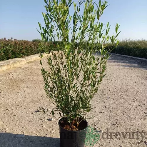 Jamovec Uzkolistý 150/175cm. v črepníku 25L Phyllirea angustifolia