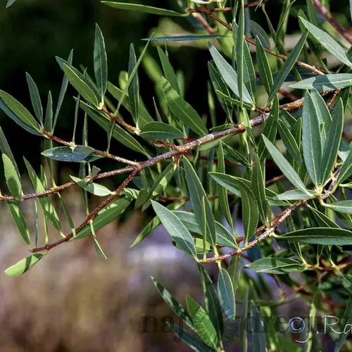 Jamovec Uzkolistý 40/60cm. v črepníku 3L Phyllirea angustifolia