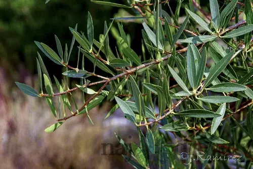Jamovec Uzkolistý 40/60cm. v črepníku 3L Phyllirea angustifolia