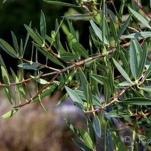Jamovec Uzkolistý 40/60cm. v črepníku 3L Phyllirea angustifolia