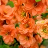 Japonica