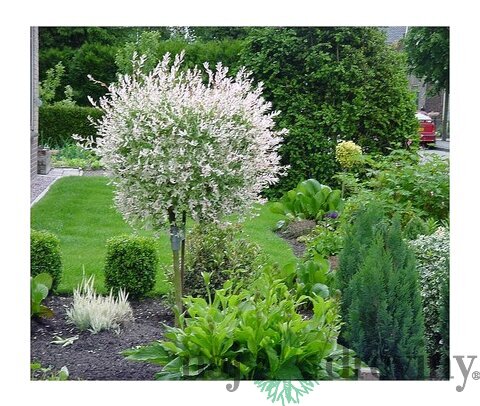 Japonská vŕba Hakuro-nishiki na kmienku 120 cm, v črepníku 5l Salix integra Hakuro Nishiki