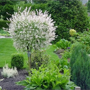 Japonská vŕba Hakuro-nishiki na kmienku 120 cm, v črepníku 5l Salix integra Hakuro Nishiki