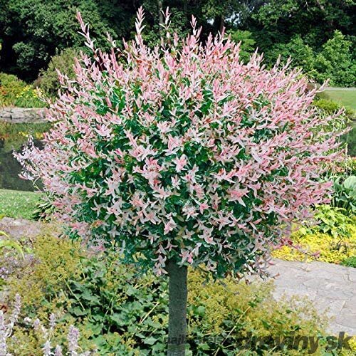 Japonská vŕba Hakuro-nishiki, výška 30/+ cm, v črepníku 2l Salix integra “Hakuro-nishiki