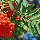 Jarabina