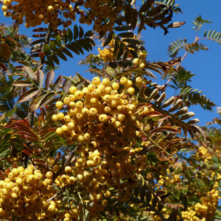 Jarabina arnoldiana x Golden Wonder, obvod 8/10cm, výška 225/+cm, v črepníku Sorbus arnoldiana x Golden Wonder