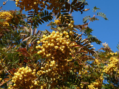 Jarabina arnoldiana x Golden Wonder, obvod 8/10cm, výška 225/+cm, v črepníku Sorbus arnoldiana x Golden Wonder