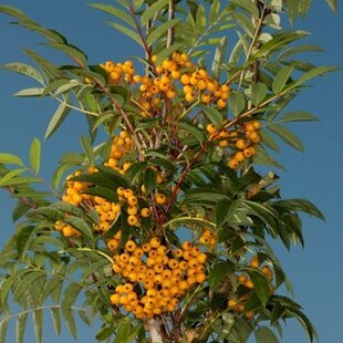 Jarabina AUTUMN SPIRE 140/160 cm, v črepníku Sorbus AUTUMN SPIRE
