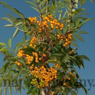 Jarabina AUTUMN SPIRE 140/160 cm, v črepníku Sorbus AUTUMN SPIRE