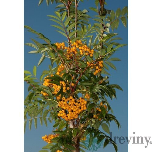 Jarabina AUTUMN SPIRE 140/160 cm, v črepníku Sorbus AUTUMN SPIRE