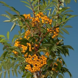 Jarabina AUTUMN SPIRE 140/160 cm, v črepníku Sorbus AUTUMN SPIRE