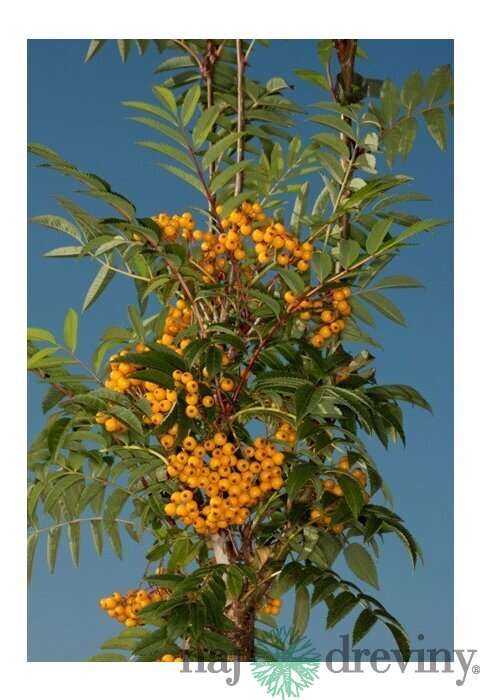 Jarabina AUTUMN SPIRE 140/160 cm, v črepníku Sorbus AUTUMN SPIRE