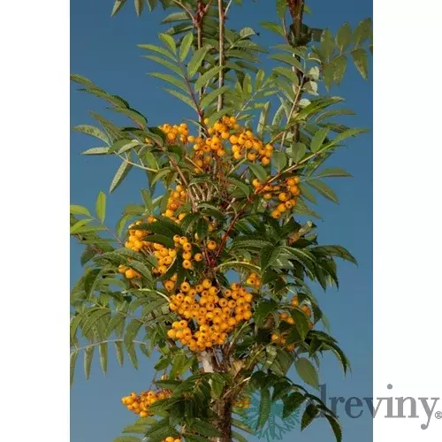 Jarabina AUTUMN SPIRE 140/160 cm, v črepníku Sorbus AUTUMN SPIRE