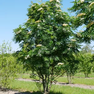 Jarabina ‘Dodong‘, výška 80/120 cm, v črepníku Sorbus Dodong