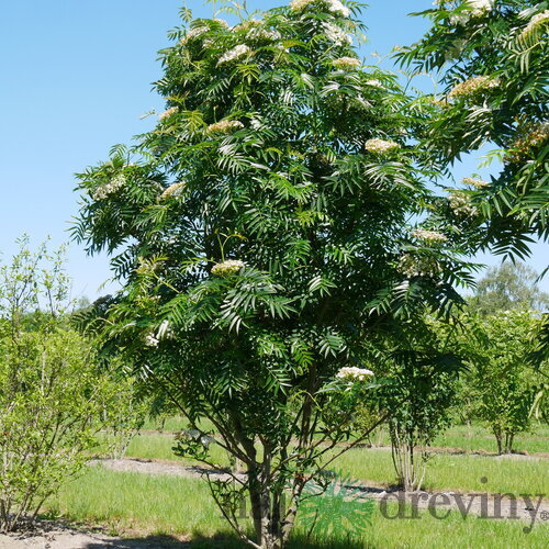 Jarabina ‘Dodong‘, výška 80/120 cm, v črepníku Sorbus Dodong
