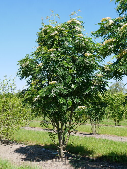 Jarabina ‘Dodong‘, výška 80/120 cm, v črepníku Sorbus Dodong