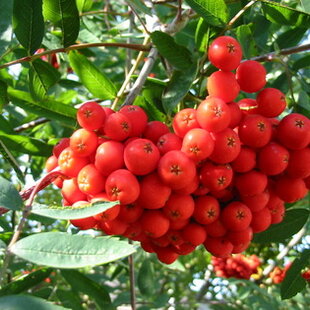 Jarabina Edulis na kmienku 120 cm, v črepníku Sorbus Aucuparia