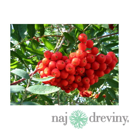Jarabina Edulis na kmienku 120 cm, v črepníku Sorbus Aucuparia